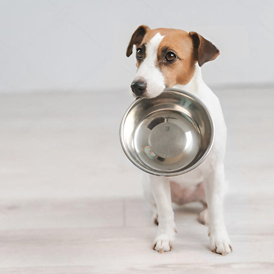 Gamelle Chien - Acier Inoxydable