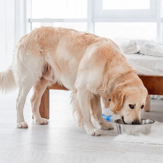 Gamelle Chien - Acier Inoxydable
