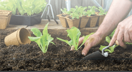 EBOOK CRÉER ET ENTRETENIR VOTRE JARDIN POTAGER À LA MAISON - Paradis Du Jardin